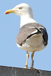 juvenile LBBG in October, ringed in Norway. (131273 bytes)